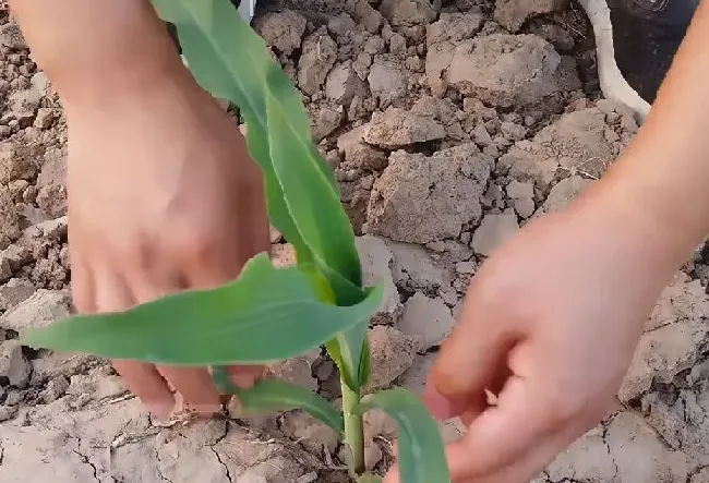 植物虫害|蓟马最怕的三种药（黄瓜玉米蓟马用什么农药效果最好）