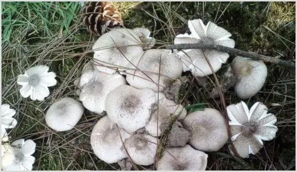 鸡纵种植的种植方法 | 农业科普