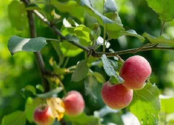 果实成熟|山楂几月份成熟采摘 采摘最佳时节