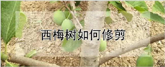 西梅树如何修剪 | 种植技术