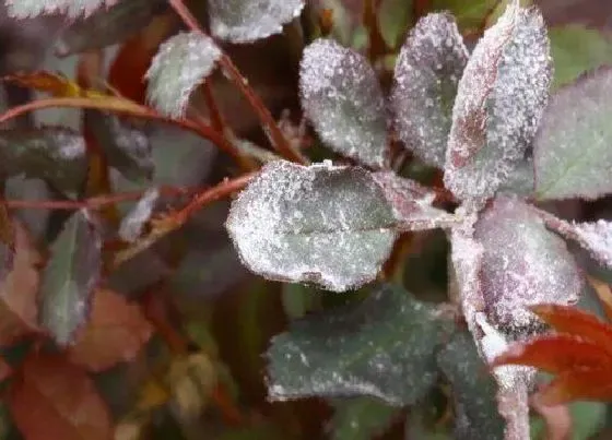 植物病害|月季常见病害图片及用药治疗 6种月季病害防治方法介绍