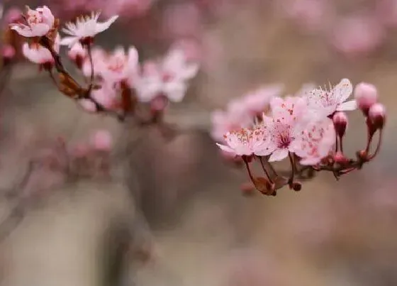 植物修剪|朱砂梅花什么时候剪枝合适