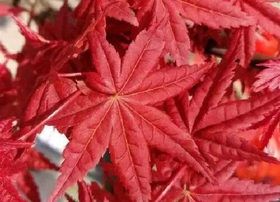 植物排行|叶变黄的植物有哪些