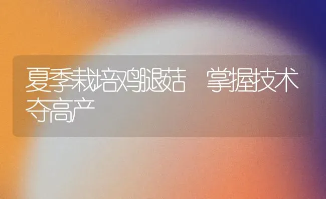 夏季栽培鸡腿菇 掌握技术夺高产 | 食用菌种植