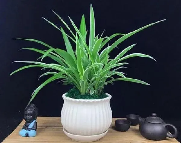 养殖科普|吊兰能晒太阳吗 可以放在阳光下晒吗