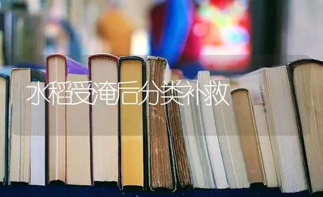 水稻受淹后分类补救 | 粮油作物种植