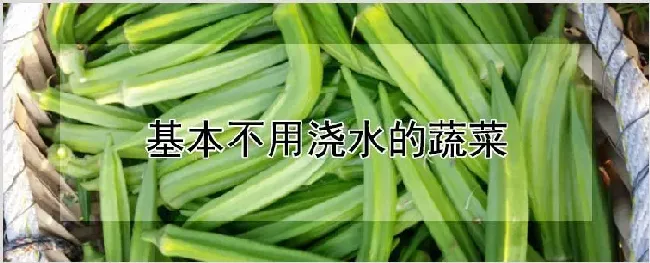 基本不用浇水的蔬菜 | 耕种资料