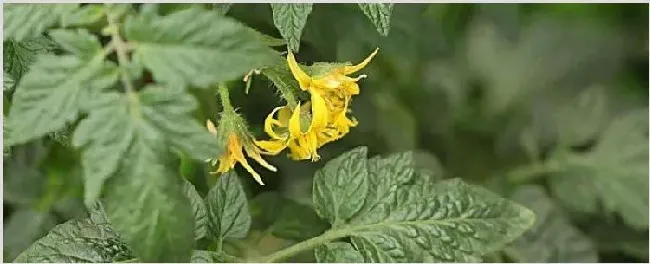 西红柿开花期能浇水吗 | 耕种资料