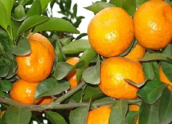 植物产地|正宗沙糖桔产地在哪个省（广西沙糖桔之乡在什么地方）