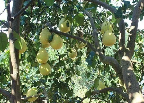 果实成熟|柚子什么时候上市 成熟季节是几月