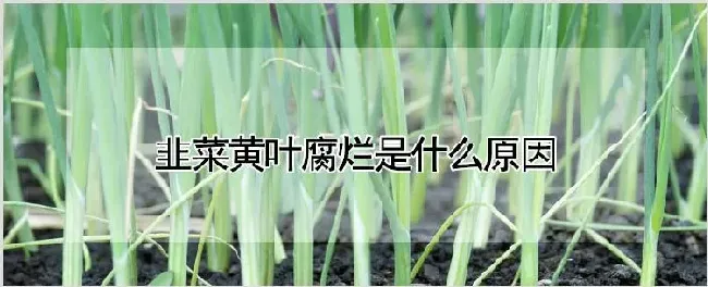 韭菜黄叶腐烂是什么原因 | 种植资料