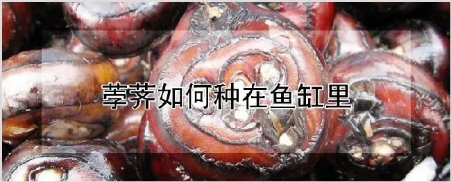 荸荠如何种在鱼缸里 | 种植资料