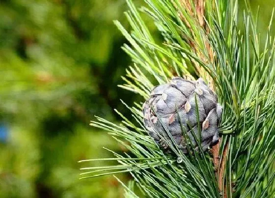 植物种类|雪松是落叶植物吗