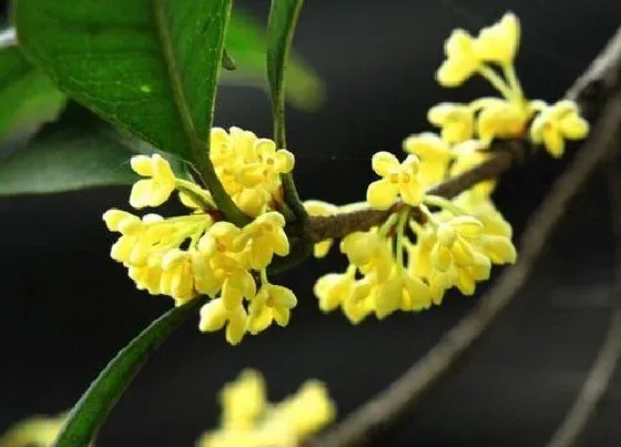 生长环境|桂花开花温度多少度