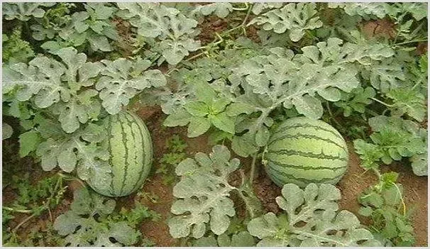 西瓜种植修剪3要点 | 种植技术