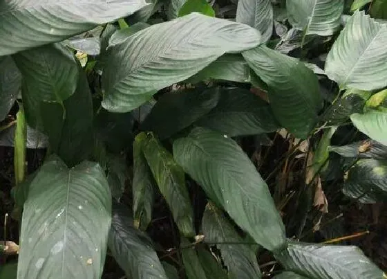 植物百科|粽叶生长在什么地方