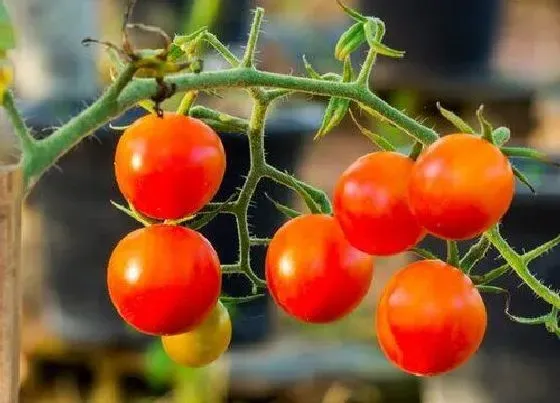 种植管理|番茄什么季节种植合适