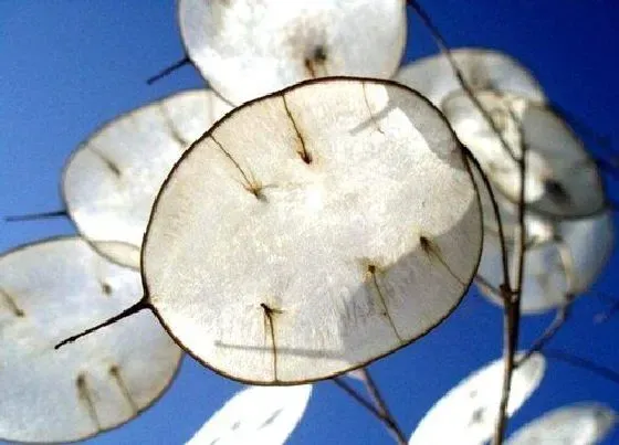 植物百科|银扇草是多年生吗