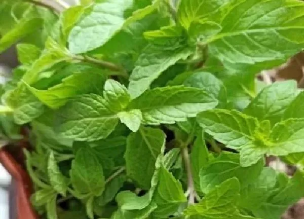 养殖方法|清香木可以水培吗 水培方法和注意事项