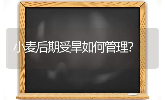 小麦后期受旱如何管理？ | 粮油作物种植