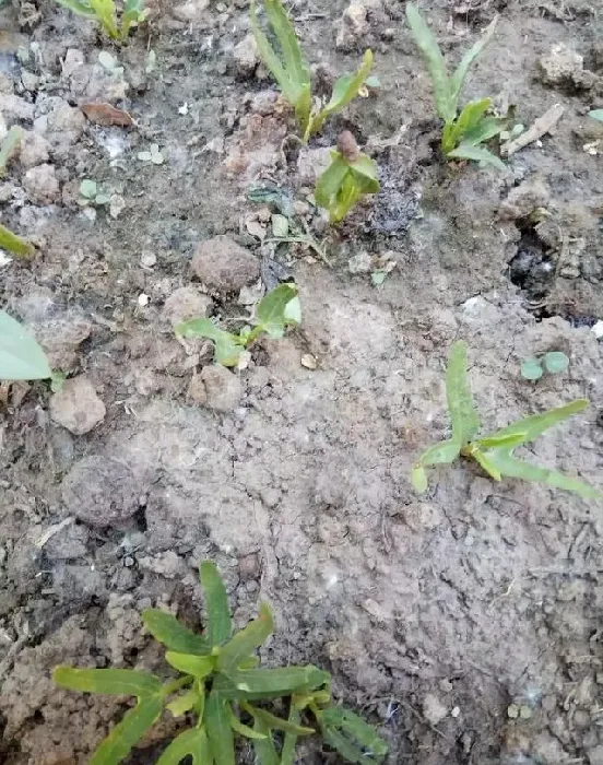 种植管理|南墙根适合种什么菜，院子南边适合种什么蔬菜）