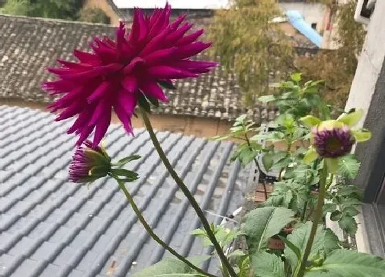 摆放风水|家里养菊花对风水好吗