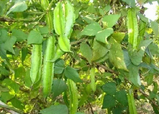 种植方法|龙豆种植时间和方法