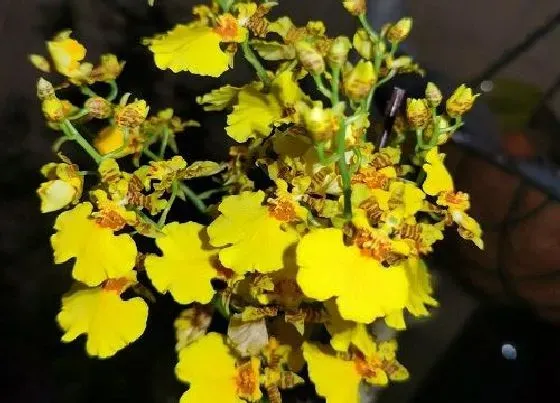 花语|什么花的花语是表白的意思