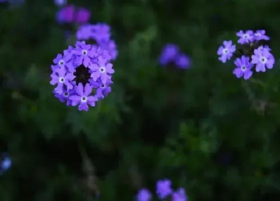 花语|不同颜色满天星的花语