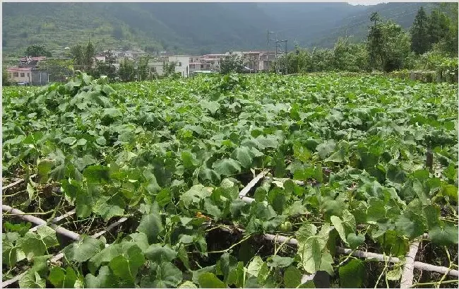 佛手瓜种植技术 如何种植佛手瓜 | 农业科普