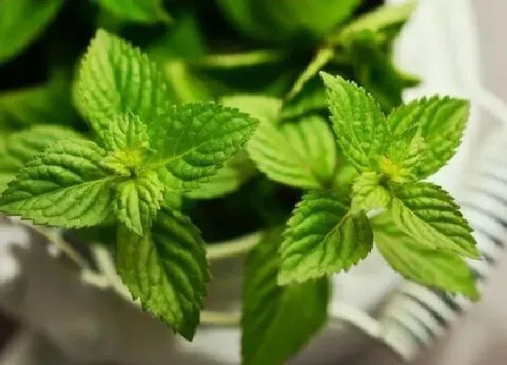 种植百科|薄荷栽种方法和注意事项