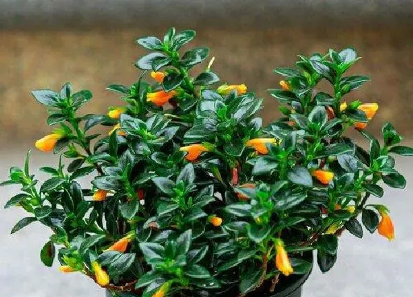 养殖科普|吊兰喜阴还是喜阳光的植物