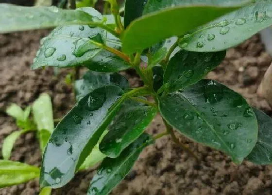 烂叶|茉莉花烂叶子原因及处理方法
