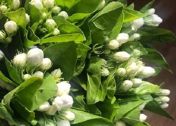 植物百科|茉莉花是多年生吗