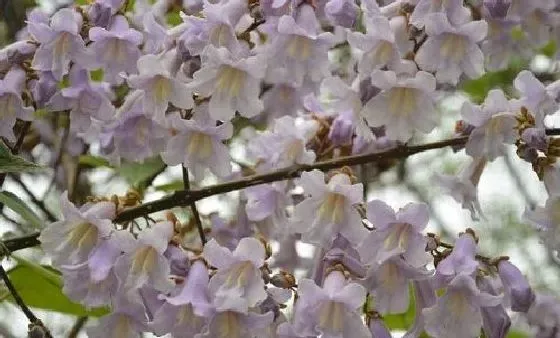 果实科普|梧桐几月开花结果 什么时候开花结果