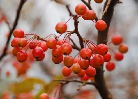 植物种类|山荆子是什么树 长什么样子