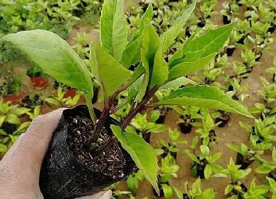 种植管理|三七种植技术与栽培管理要点，三七种植条件与生长环境）