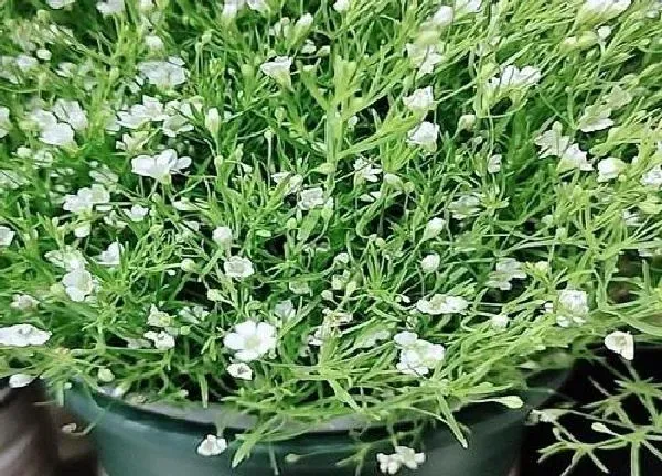 植物浇水|满天星多久浇一次水