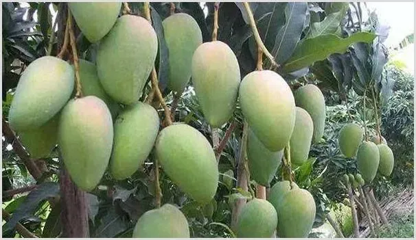 芒果种子的育苗技术介绍 | 种植技术
