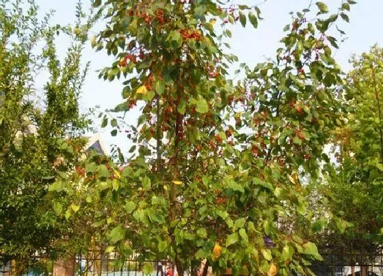 植物种类|山荆子是什么树 长什么样子