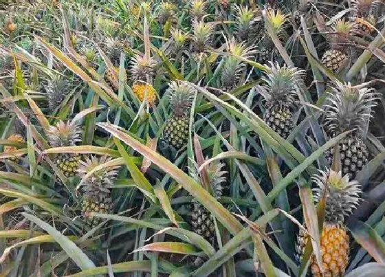 植物百科|波萝生长在什么地方