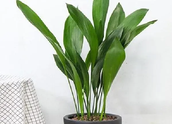 植物浇水|一叶兰怎么浇水方法