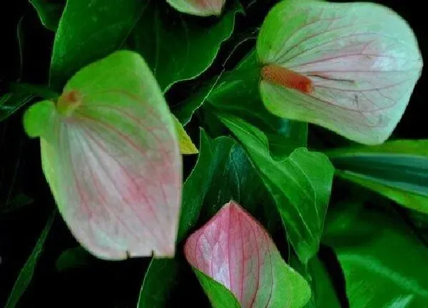 植物浇水|火鹤花怎么浇水方法