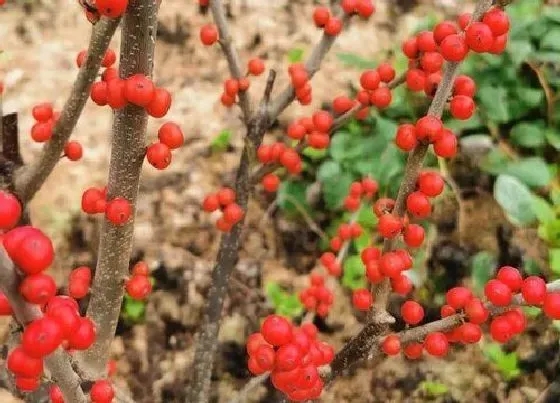 鲜花|相思豆鲜花怎么水养