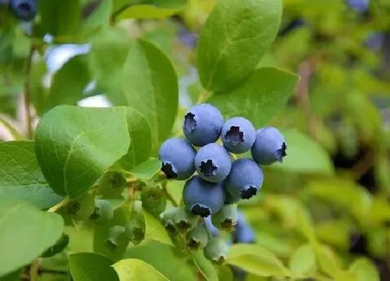 种植方法|蓝莓种植时间和方法