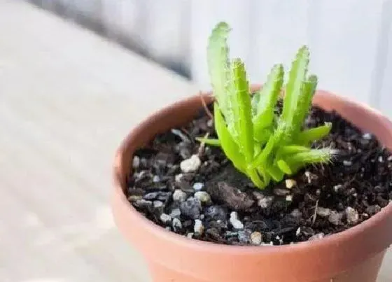 种植土壤|盆栽配土方法与种植土壤