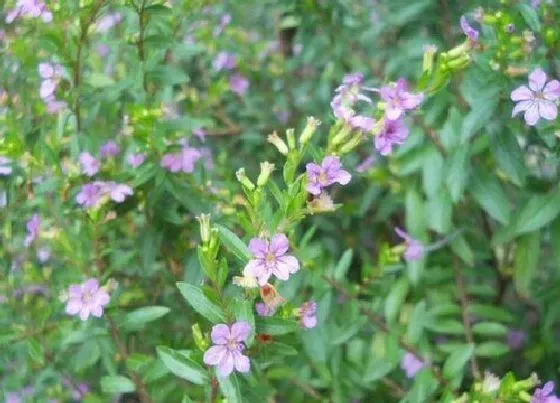 植物种类|雪茄花是多年生植物吗