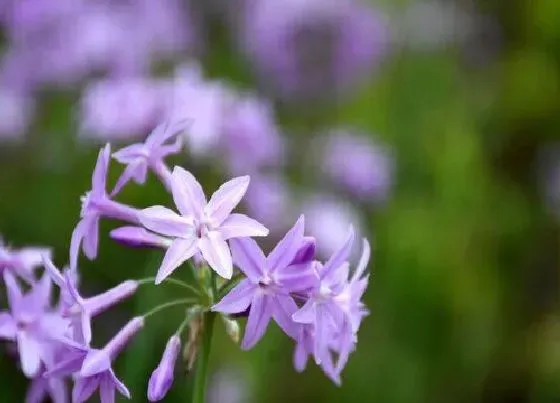 花期|紫娇花花期多长时间 花期是什么时候