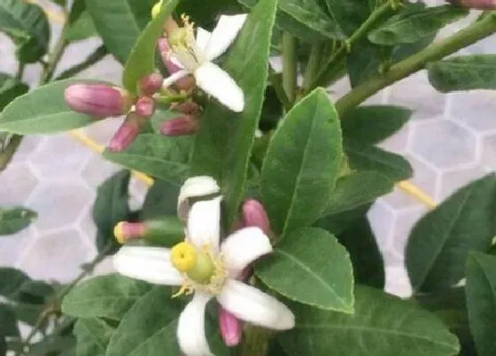开花时间|香水柠檬一年开几次花