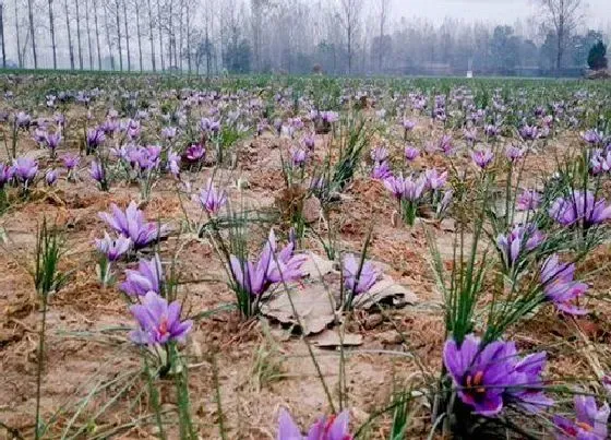 冬天植物|藏红花耐寒吗（藏红花能耐多少度低温）